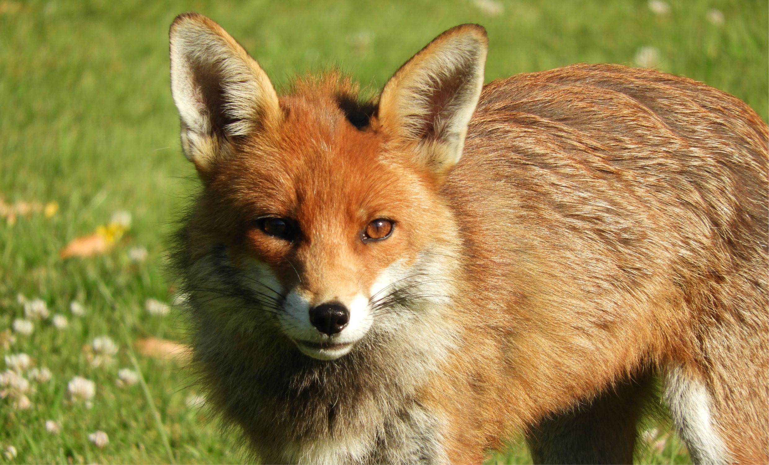 Fox photo