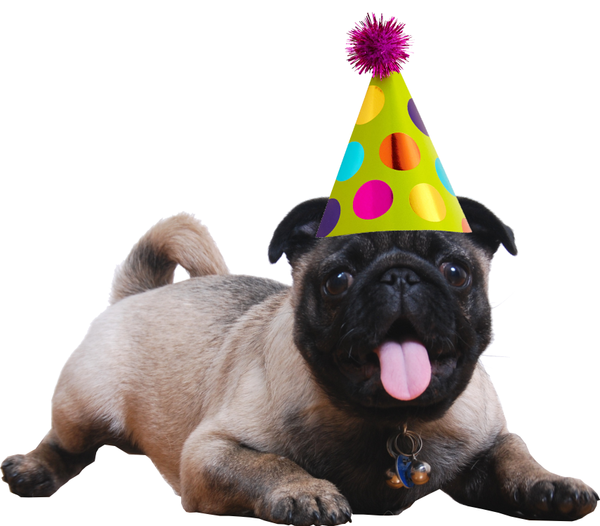 MAD Ideas pug