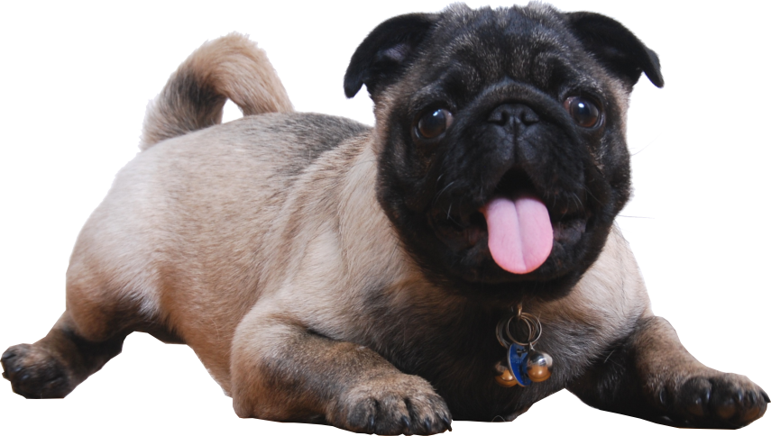 MAD Ideas pug