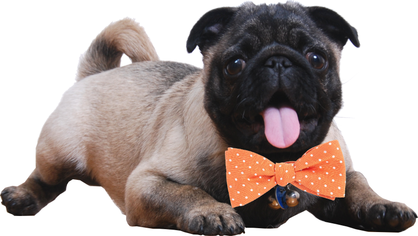 MAD Ideas pug